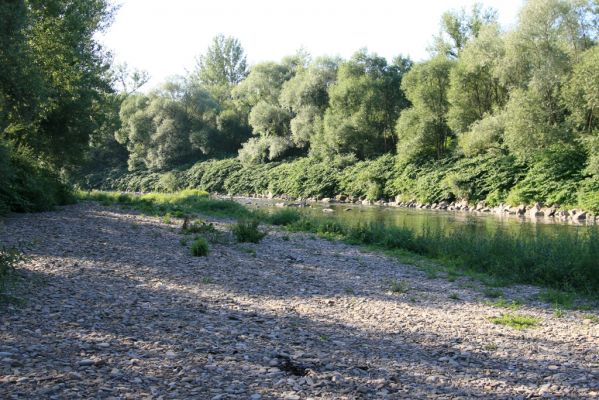 Kelč, Němetice, 19.7.2017
Štěrkový náplav Bečvy.
Schlüsselwörter: Kelč Němetice řeka Bečva Adrastus circassicus