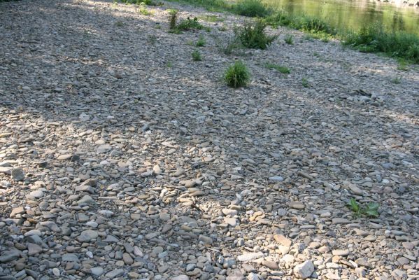 Kelč, Němetice, 19.7.2017
Štěrkový náplav Bečvy.
Mots-clés: Kelč Němetice řeka Bečva Adrastus circassicus