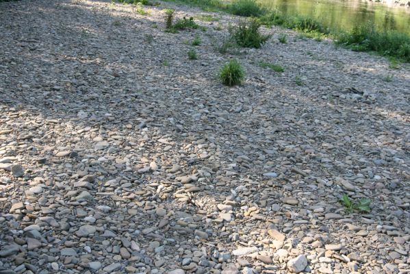 Kelč, Němetice, 19.7.2017
Štěrkový náplav Bečvy.
Keywords: Kelč Němetice řeka Bečva Adrastus circassicus