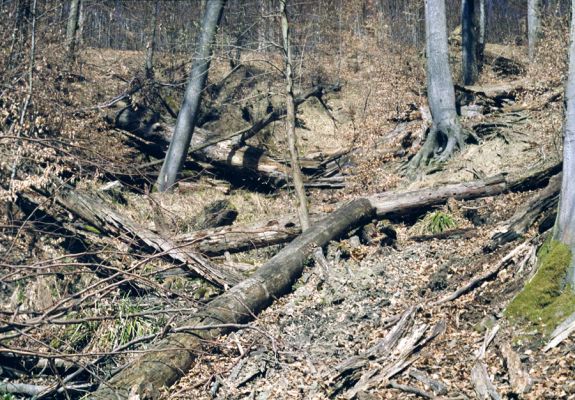 Nemšová, 3.4.2002
Malé Karpaty, Antonstal. Prameniště pod rozcestím Grófová. Biotop kovaříka Ampedus cinnabarinus.



Klíčová slova: Nemšová Malé Karpaty Antonstal Grófová Ampedus cinnabarinus Rhysodes sulcatus