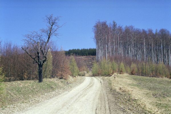 Nemšová, 3.4.2002
Malé Karpaty, Antonstal. Cesta k rozcestí Grófová.




Klíčová slova: Nemšová Malé Karpaty Antonstal