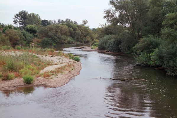 Nepasice, 11.9.2004
Meandry Orlice.

Klíčová slova: Nepasice meandry Orlice Zorochros dermestoides quadriguttatus