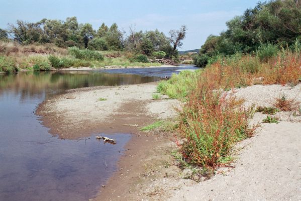 Nepasice, 11.9.2004
Meandry Orlice.


Schlüsselwörter: Nepasice meandry Orlice Zorochros dermestoides quadriguttatus