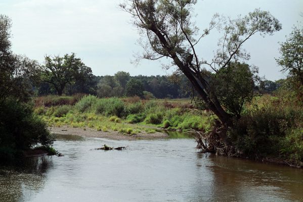 Nepasice, 11.9.2004
Meandry Orlice.


Klíčová slova: Nepasice meandry Orlice