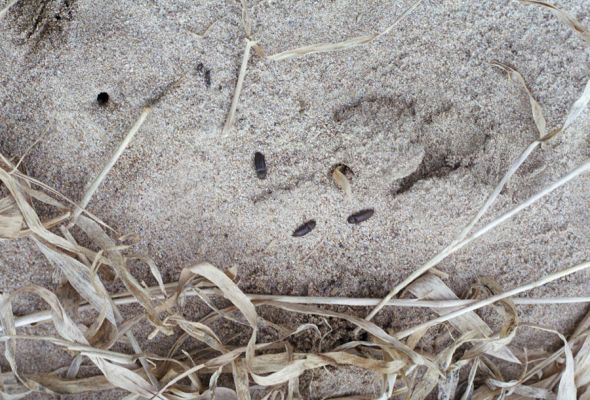 Nepasice, 14.4.2002
Meandry Orlice. Kovaříci Agriotes obscurus na písčitém náplavu u břehu řeky. 
Schlüsselwörter: Nepasice Orlice Agriotes obscurus