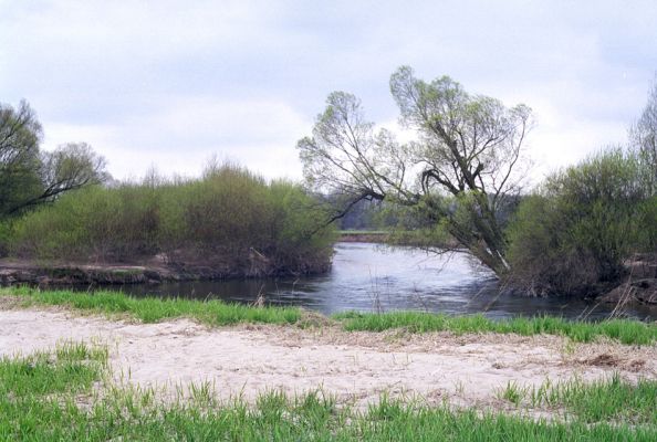 Nepasice, řeka Orlice, 14.4.2002
Schlüsselwörter: Dolní Poorličí Nepasice Orlice Agriotes obscurus Negastrius pulchellus