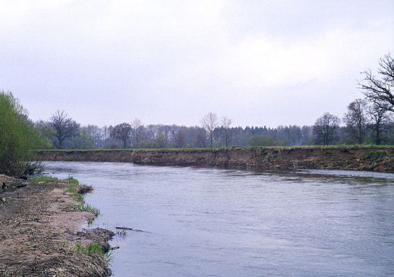 Nepasice, řeka Orlice, 14.4.2002
Koryto jarní Orlice je plné vody z tajících sněhů. Za nízkého staavu vody zde jsou rozsáhlé štěrkové a písčité náplavy.
Mots-clés: Dolní Poorličí Nepasice Orlice Negastrius pulchellus sabulicola Zorochros dermestoides quadriguttatus