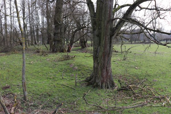 Nepasice, 17.3.2020
Pastvina v lužním lese u Orlice.
Klíčová slova: Třebechovice pod Orebem Nepasice Orlice lužní les pastvina Trox sabulosus