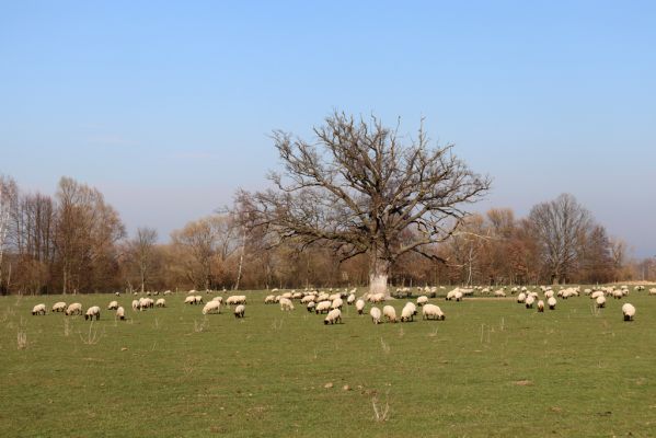 Běleč nad Orlicí, 17.3.2020
Pastvina u Orlice.
Klíčová slova: Běleč nad Orlicí pastvina
