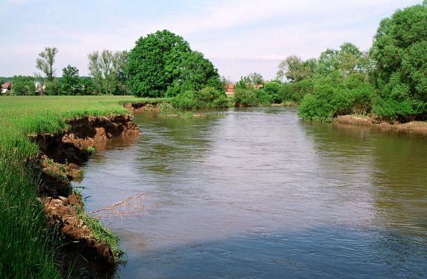 Nepasice, Orlice, 26.5.2005
Meandry řeky Orlice u Nepasic. Koryto je téměř plné a silný proud vody strhává podemleté břehy.
Klíčová slova: Nepasice Orlice