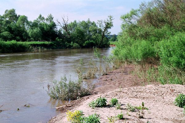 Nepasice, Orlice, 26.5.2005
Meandry řeky Orlice u Nepasic. Koryto je plné vody a obnažená zůstávají jen nejvýše položená štěrkoviště.
Schlüsselwörter: Nepasice Orlice Zorochros quadriguttatus dermestoides