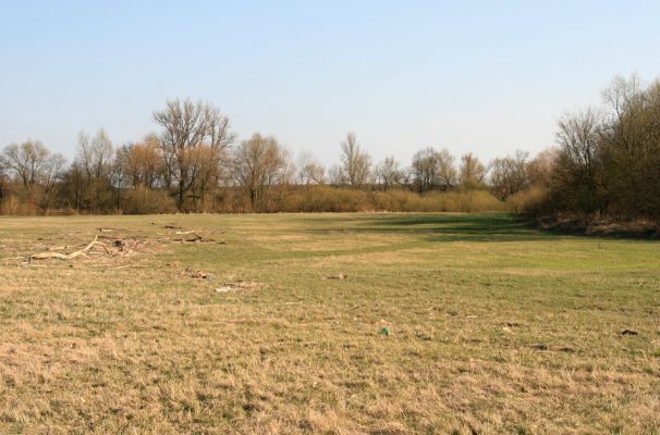 Nepasice, řeka Orlice, 31.3.2008
Záplavová luka u meandrů Orlice u obce Nepasice. Po jarní vodě zůstalo na lukách množství naplaveného dřeva.
Schlüsselwörter: Nepasice Orlice Dolní Poorličí Oedostethus quadripustulatus