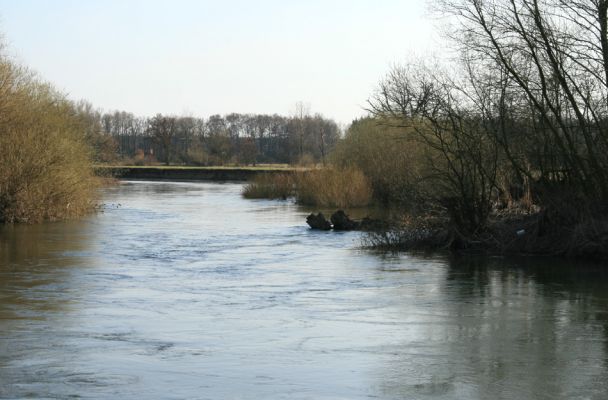 Nepasice, řeka Orlice, 31.3.2008
Jarní voda v meandru Orlice u obce Nepasice. 
Klíčová slova: Nepasice Orlice Dolní Poorličí Zorochros dermestoides quadriguttatus Negastrius sabulicola pulchellus