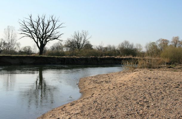 Nepasice, řeka Orlice, 31.3.2008
Štěrkové a písčité náplavy na březích meandru Orlice u obce Nepasice.
Mots-clés: Nepasice Orlice Dolní Poorličí Zorochros dermestoides quadriguttatus