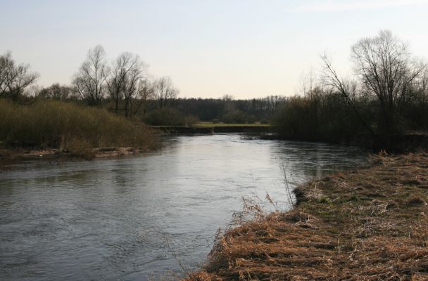 Nepasice, řeka Orlice, 31.3.2008
Meandry Orlice u obce Nepasice.
Keywords: Nepasice Orlice Dolní Poorličí