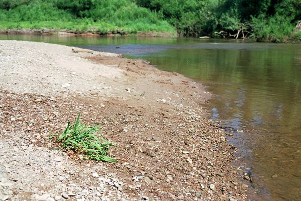 Nepasice, řeka Orlice, 7.2005
Meandry Orlice u obce Nepasice - štěrkový a písčitý náplav - biotop kovaříků Zorochros dermestoides a Z. quadriguttatus. Po postříkání břehu vodou se dávají ve štěrku ukrytí brouci na rychlý útěk do vyšších poloh.
Mots-clés: Nepasice Orlice Dolní Poorličí Zorochros dermestoides quadriguttatus