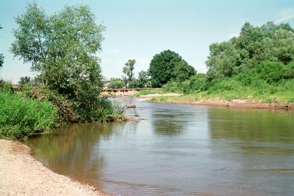 Nepasice, řeka Orlice, 7.2005
Meandry Orlice u obce Nepasice.
Mots-clés: Nepasice Orlice Dolní Poorličí Zorochros dermestoides quadriguttatus Negastrius sabulicola pulchellus