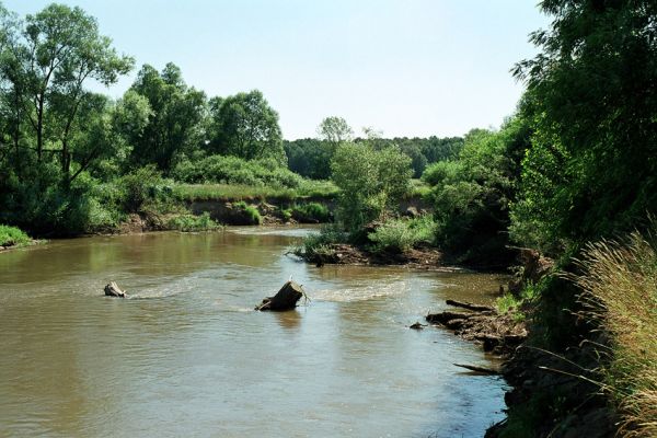 Nepasice, řeka Orlice, 7.2005
Meandry Orlice u obce Nepasice.
Klíčová slova: Nepasice Orlice