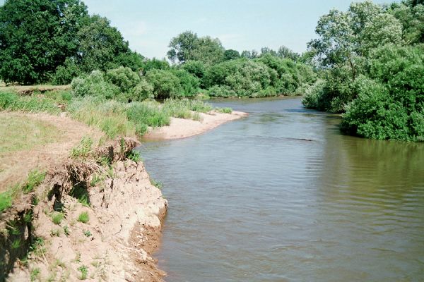 Nepasice, řeka Orlice, 7.2005
Meandry Orlice u obce Nepasice.
Keywords: Nepasice Orlice Dolní Poorličí Zorochros dermestoides quadriguttatus