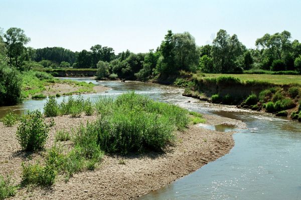 Nepasice, řeka Orlice, 7.2005
Nejzachovalejší z nížinných toků českých řek - Orlice. Meandry u obce Nepasice. 
Keywords: Nepasice Orlice Dolní Poorličí Zorochros dermestoides quadriguttatus Negastrius sabulicola pulchellus