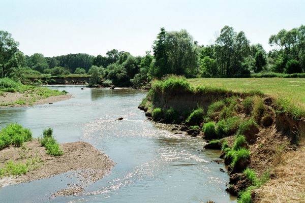 Nepasice, řeka Orlice, 7.2005
Nejzachovalejší z nížinných toků českých řek - Orlice. Meandry u obce Nepasice. 
Keywords: Nepasice Orlice Dolní Poorličí Zorochros dermestoides quadriguttatus Negastrius sabulicola pulchellus