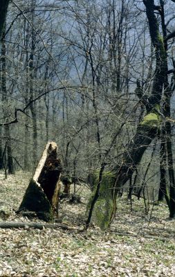 Zvolen, 4.4.2001
Neresnica. Suťový les na jihovýchodním svahu Veľkého vrchu.


Keywords: Zvolen Neresnica Veľký vrch Ischnodes sanguinicollis Limoniscus violaceus