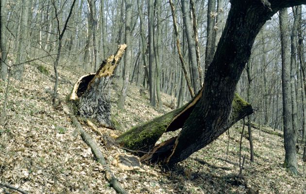 Zvolen, 4.4.2001
Neresnica. Suťový les na jihovýchodním svahu Veľkého vrchu.

Mots-clés: Zvolen Neresnica Veľký vrch Ischnodes sanguinicollis Limoniscus violaceus