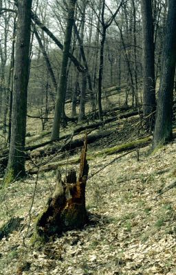 Zvolen, 4.4.2001
Neresnica. Suťový les na jihovýchodním svahu Veľkého vrchu.

Keywords: Zvolen Neresnica Veľký vrch Ampedus quadrisignatus