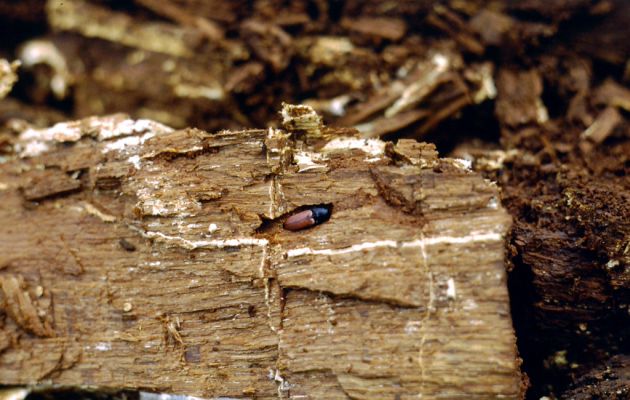 Zvolen, 4.4.2001
Neresnica. Suťový les na jihovýchodním svahu Veľkého vrchu. Kovařík Ampedus praeustus v kukelní kolébce v trouchnivém dřevě kmene dubu.


Klíčová slova: Zvolen Neresnica Veľký vrch Ampedus praeustus