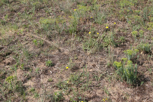 Nesvady, 28.6.2013
Nesvadské piesky.
Klíčová slova: Nesvady Nesvadské piesky Liščie diery Dicronychus equiseti equisetioides rubripes