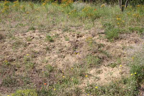 Nesvady, 28.6.2013
Nesvadské piesky.
Schlüsselwörter: Nesvady Nesvadské piesky Liščie diery Dicronychus equiseti equisetioides rubripes