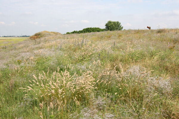 Nesvady, 28.6.2013
Nesvadské piesky.
Schlüsselwörter: Nesvady Nesvadské piesky Liščie diery Dicronychus rubripes