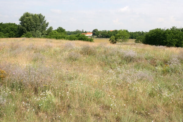 Nesvady, 28.6.2013
Nesvadské piesky.
Klíčová slova: Nesvady Nesvadské piesky Liščie diery Dicronychus rubripes