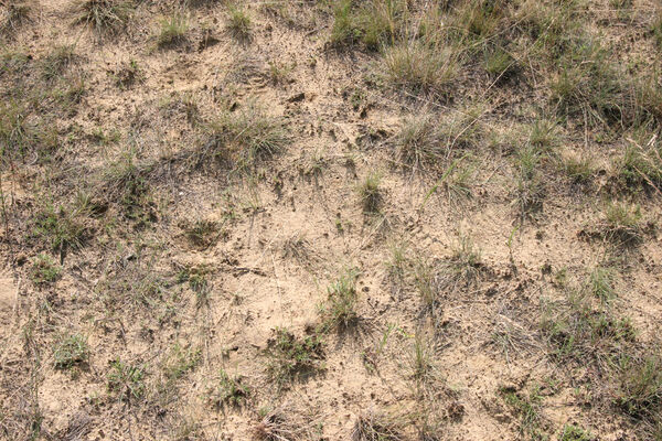 Nesvady, 28.6.2013
Nesvadské piesky.
Schlüsselwörter: Nesvady Nesvadské piesky Liščie diery Dicronychus equiseti equisetioides rubripes