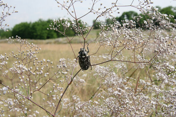 Nesvady, 28.6.2013
Nesvadské piesky. Chroust mlynařík.
Klíčová slova: Nesvady Nesvadské piesky Liščie diery Polyphylla fullum