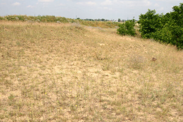 Nesvady, 28.6.2013
Nesvadské piesky.
Schlüsselwörter: Nesvady Nesvadské piesky Liščie diery Dicronychus equiseti equisetioides rubripes