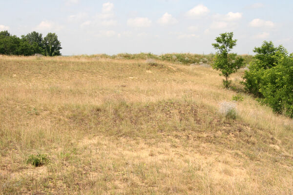 Nesvady, 28.6.2013
Nesvadské piesky.
Klíčová slova: Nesvady Nesvadské piesky Liščie diery Dicronychus equiseti equisetioides rubripes