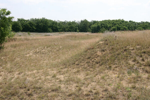 Nesvady, 28.6.2013
Nesvadské piesky.
Schlüsselwörter: Nesvady Nesvadské piesky Liščie diery Dicronychus equiseti equisetioides rubripes