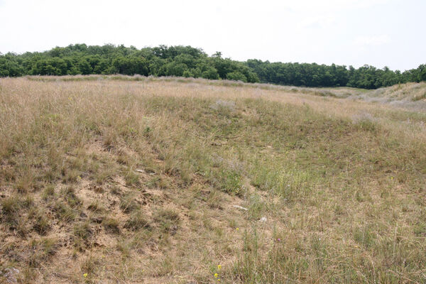 Nesvady, 28.6.2013
Nesvadské piesky.
Klíčová slova: Nesvady Nesvadské piesky Liščie diery Dicronychus equiseti equisetioides rubripes