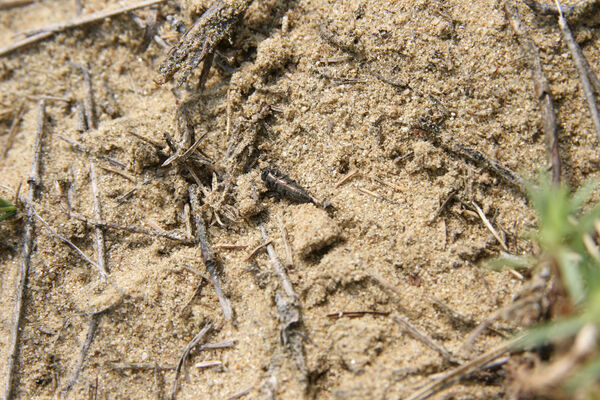 Nesvady, 28.6.2013
Nesvadské piesky. Krasec Sphenoptera substriata.
Klíčová slova: Nesvady Nesvadské piesky Liščie diery Sphenoptera substriata