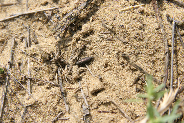 Nesvady, 28.6.2013
Nesvadské piesky. Krasec Sphenoptera substriata.
Mots-clés: Nesvady Nesvadské piesky Liščie diery Sphenoptera substriata