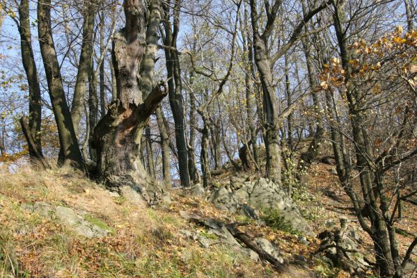 Nezbudská Lúčka, 28.10.2010
Janošíkovo. Vrch Krivé.
Klíčová slova: Nezbudská Lúčka Janošíkovo vrch Krivé Procraerus tibialis Ampedus hjorti