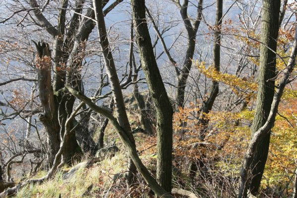 Nezbudská Lúčka, 28.10.2010
Janošíkovo. Vrch Krivé.
Klíčová slova: Nezbudská Lúčka Janošíkovo vrch Krivé