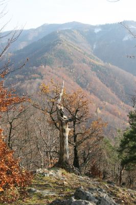 Nezbudská Lúčka, 28.10.2010
Janošíkovo, vrch Krivé - pohled na Malou Fatru.
Klíčová slova: Nezbudská Lúčka Janošíkovo vrch Krivé Cardiophorus ruficollis