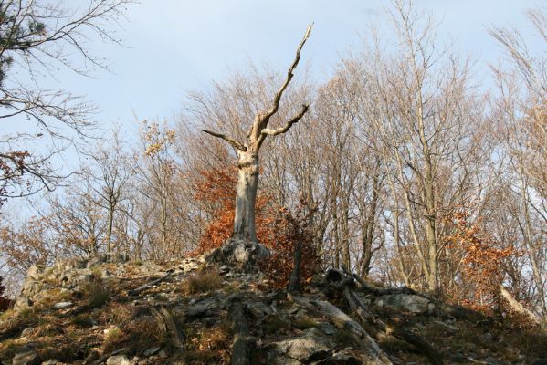 Nezbudská Lúčka, 28.10.2010
Janošíkovo. Vrch Krivé.
Klíčová slova: Nezbudská Lúčka Janošíkovo vrch Krivé Cardiophorus ruficollis