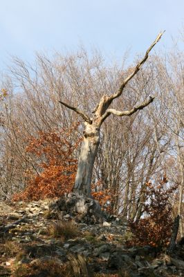 Nezbudská Lúčka, 28.10.2010
Janošíkovo. Vrch Krivé.
Mots-clés: Nezbudská Lúčka Janošíkovo vrch Krivé Cardiophorus ruficollis