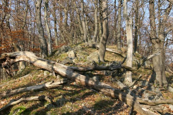 Nezbudská Lúčka, 28.10.2010
Janošíkovo. Vrch Krivé.
Klíčová slova: Nezbudská Lúčka Janošíkovo vrch Krivé Ampedus hjorti