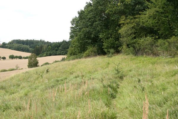 Rožnov - Neznášov, 9.8.2009
Step na na jižním svahu kopce nad obcí Neznášov.
Schlüsselwörter: Rožnov Neznášov