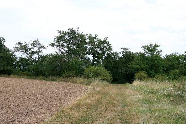 Rožnov - Neznášov, 9.8.2009
Třešňovka v bývalém lomu na vrcholu kopce nad obcí.
Keywords: Rožnov Neznášov Anthaxia candens