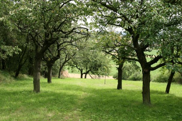 Rožnov - Neznášov, 9.8.2009
Třešňovka na východním svahu kopce nad obcí Rožnov.
Klíčová slova: Rožnov Anthaxia candens